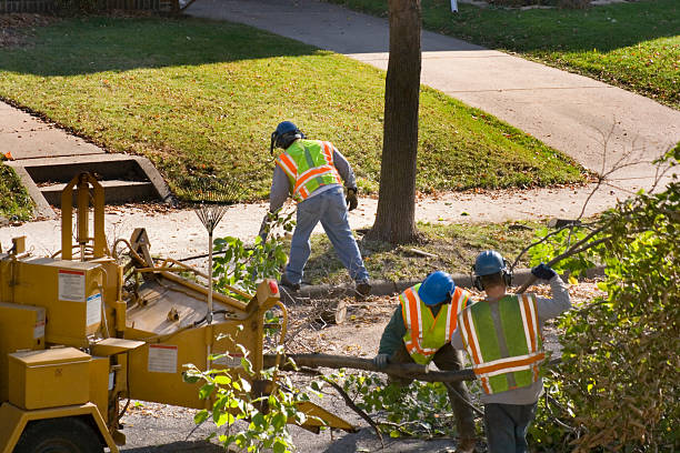 Best Stump Grinding Near Me  in Paw Paw, MI